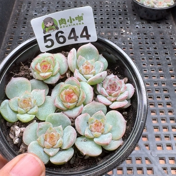 多肉植物多肉植物