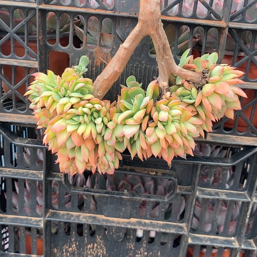 花***花绮罗缀化1颗倒挂金钟