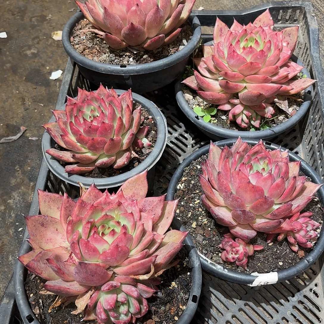 同温层多肉壮壮369量拍