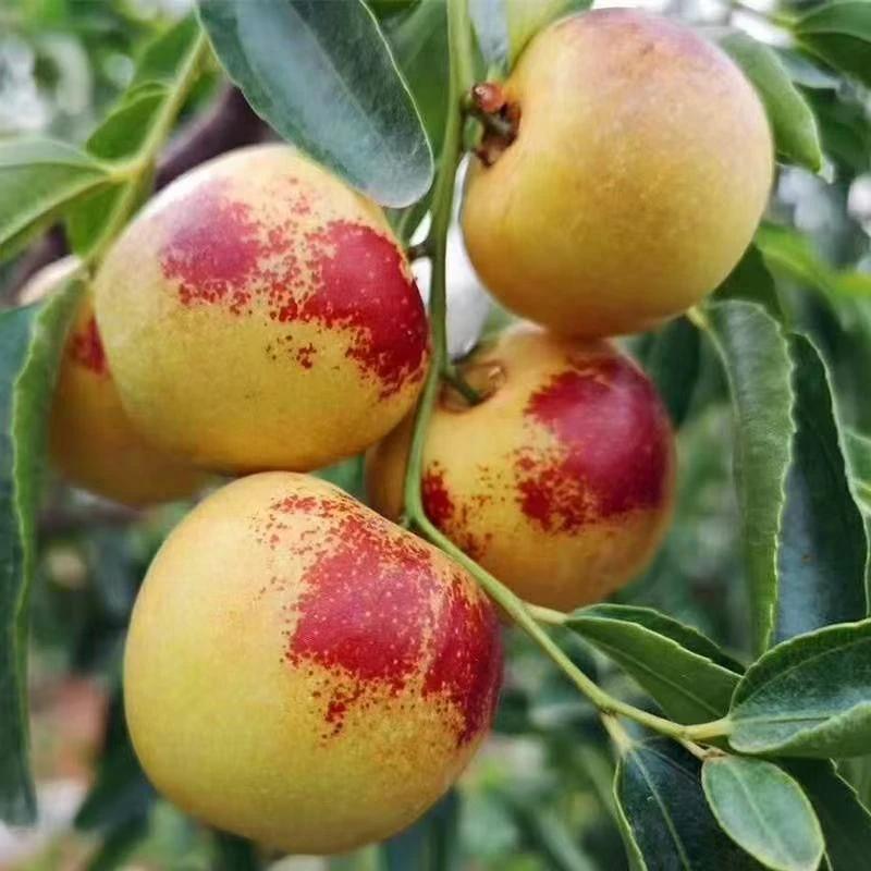 嫁接枣树苗冰糖脆枣苗南北方种植盆栽地栽阳台庭院楼阁种植枣树苗