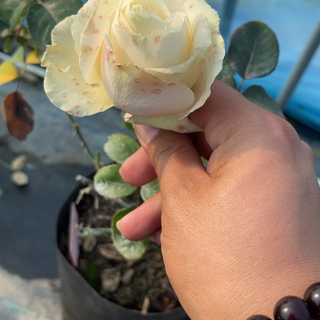 无花朵——-罗克珊哪 福利款