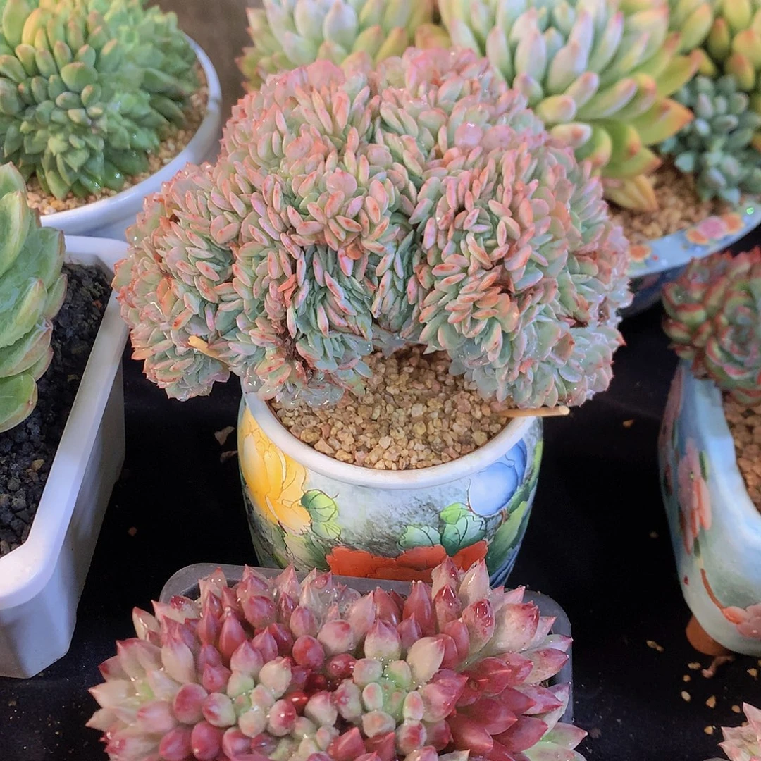 海棠花小树多肉一物一拍