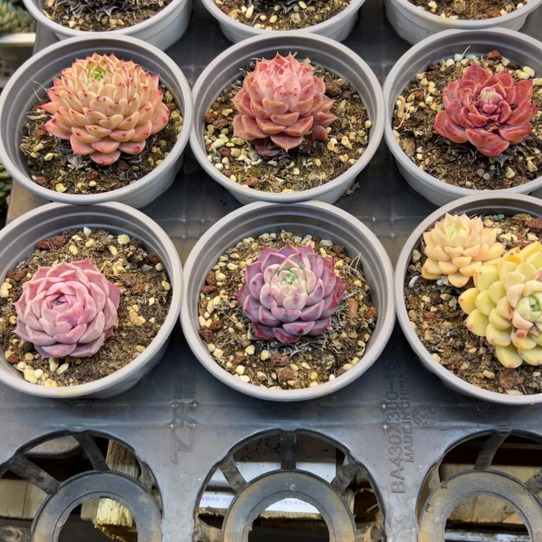 ～**～022号，美眉专属