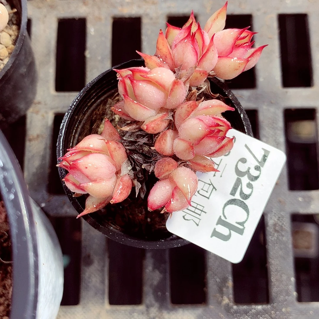 5厘米盆精控多肉732