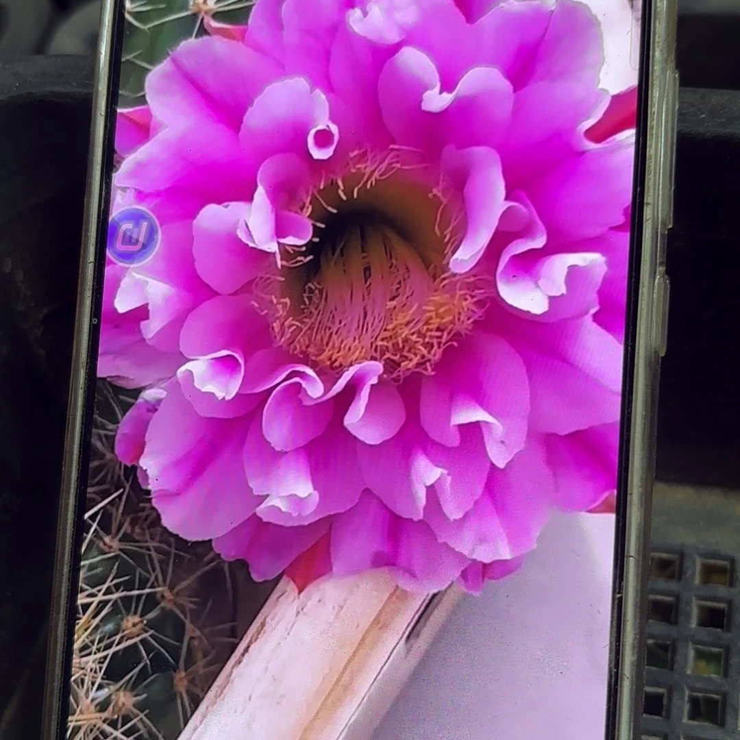 复色烟花歪侧牙20包邮仙人球52