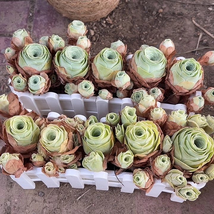 小玉➕阿罗拉黄玫瑰5个带长盒