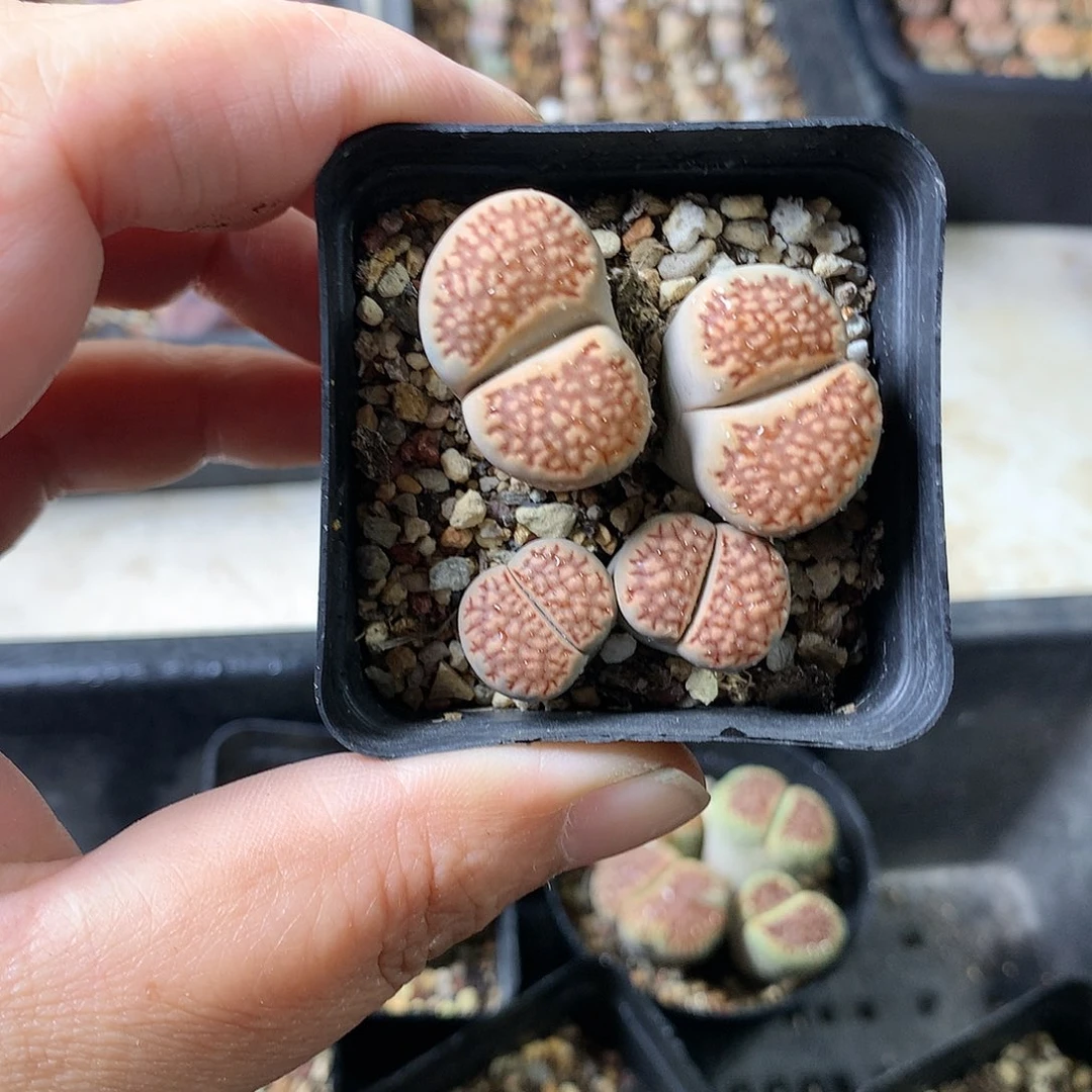 K280多肉植物保护