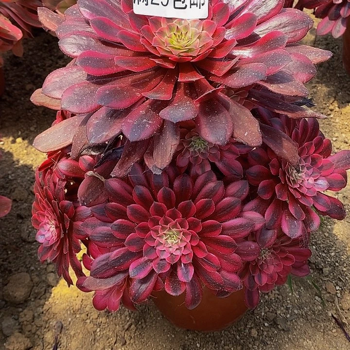 多肉黑铜超白340多肉