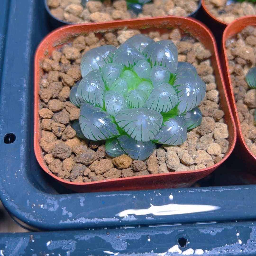 翠冰玉露多肉多肉多肉