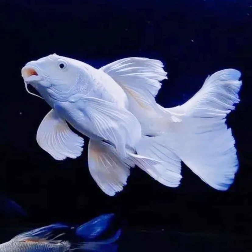 精品纯种蝴蝶鲤贵妃体普身石膏白好养可混养