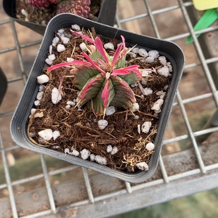 松**长伯克利和格蕾纳等著名