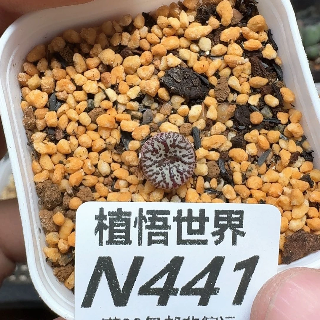 多肉植物的润泽地方
