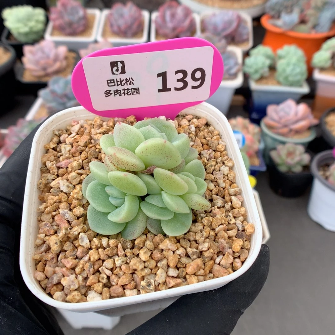 139 灭心冰玉石化