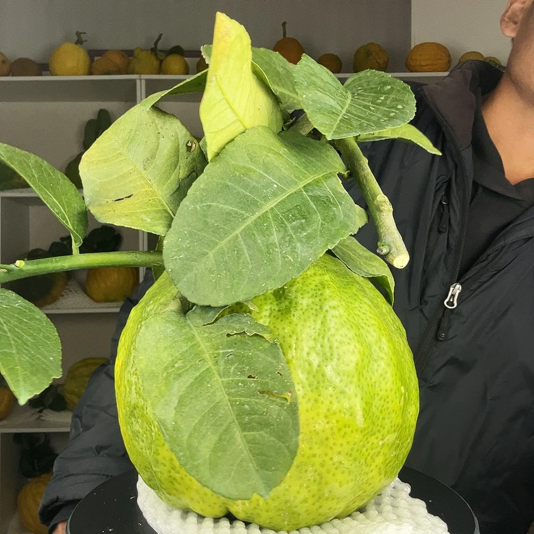 孙***凤香水柠檬云南高山大香橼