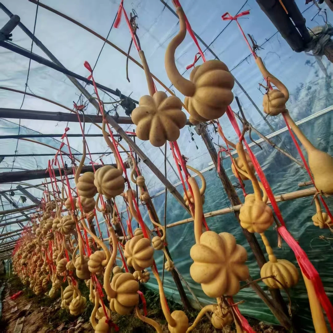 天然如意葫芦挂件文玩勒扎长柄精品盘玩天然带龙头摆件
