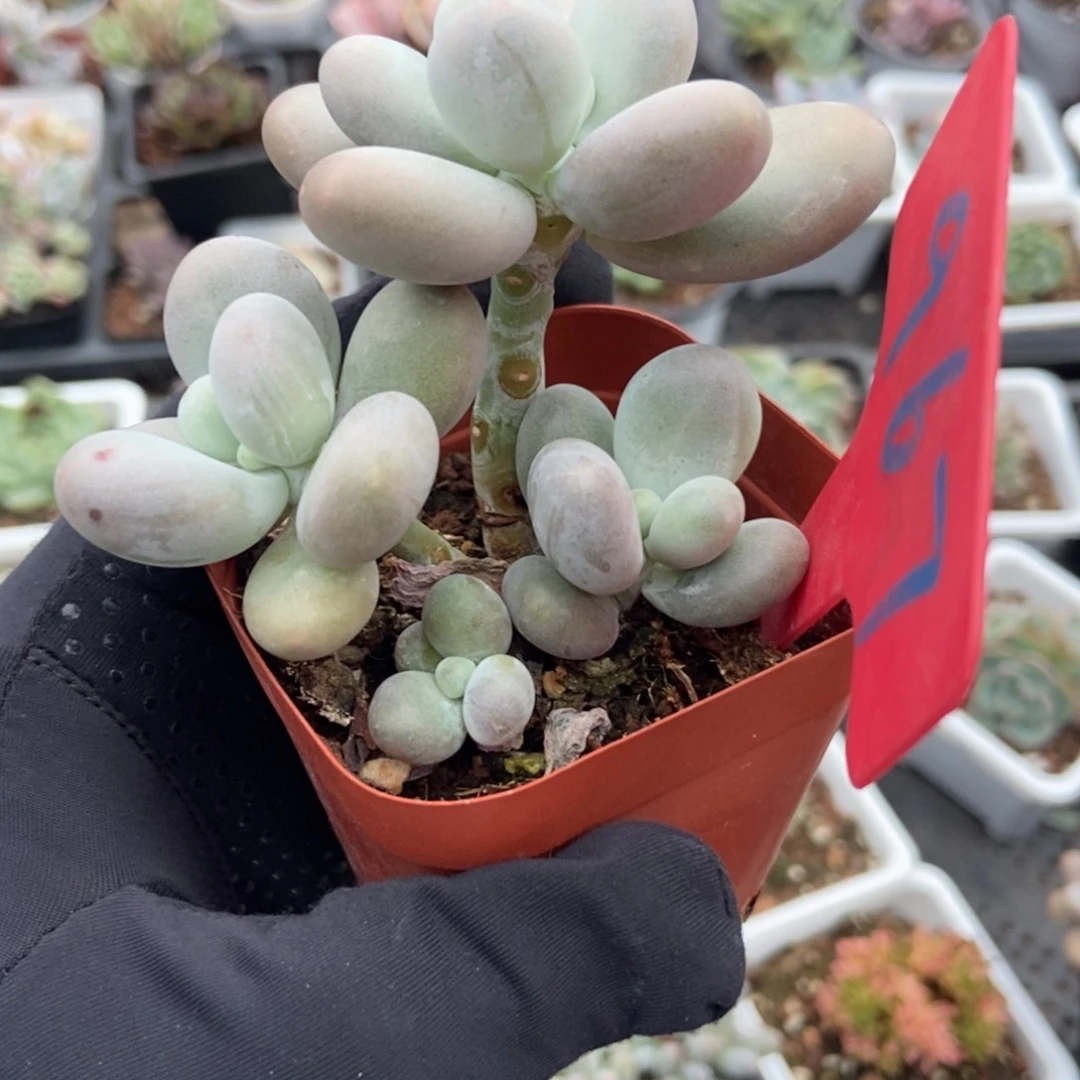 967蛋黄奶酪多肉植物保护