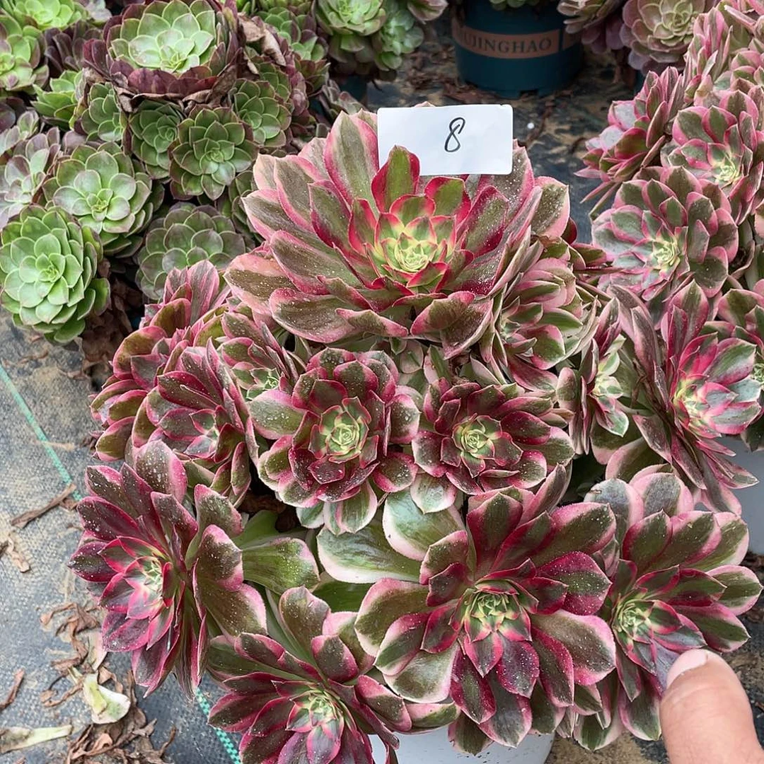 完全开放88888888888888