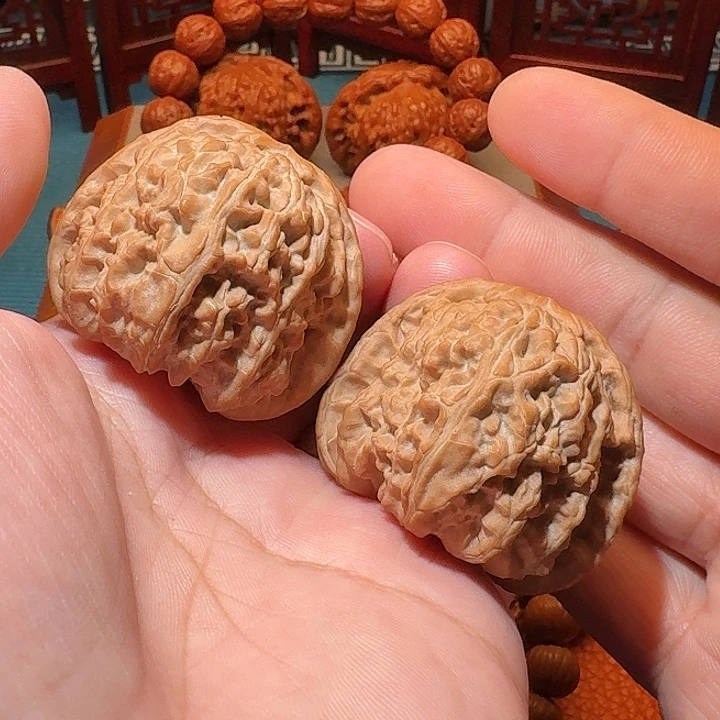 精品精配原生态球体白狮子尺寸44