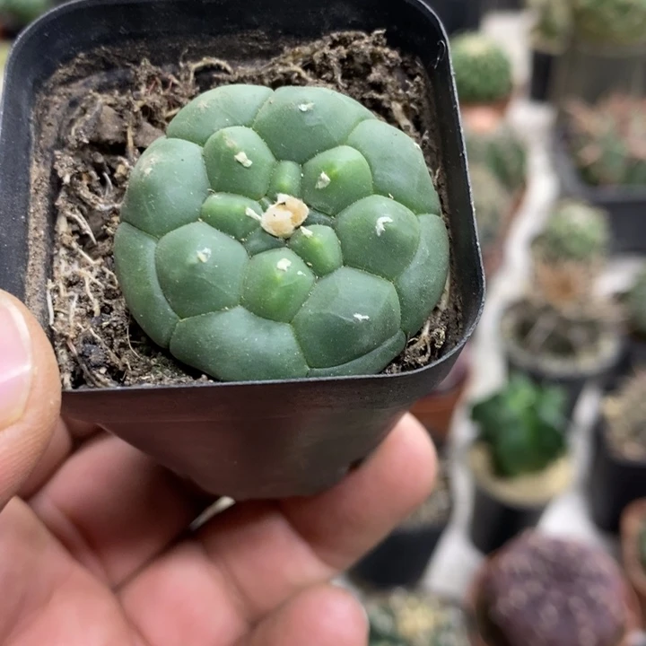 实生龟甲兜特价福利