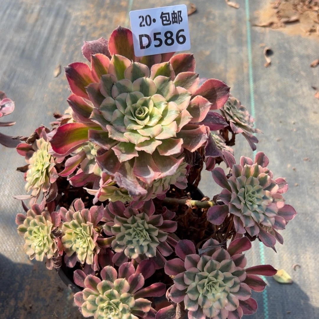 586红铜白，满20包邮