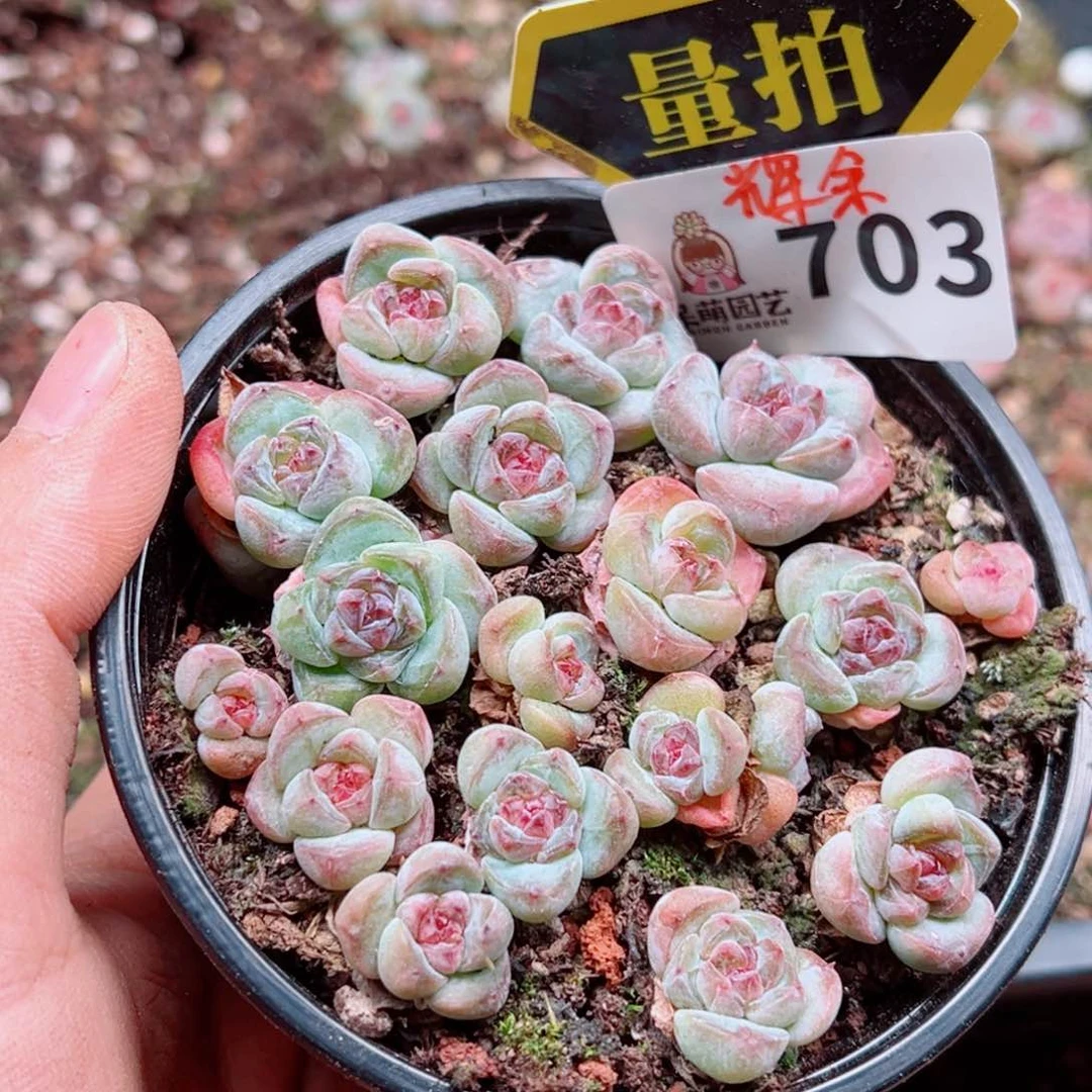 当前无花朵，栽培后可花朵