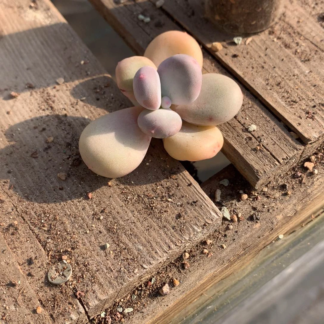 黄金鸡蛋大叶奶大叶奶