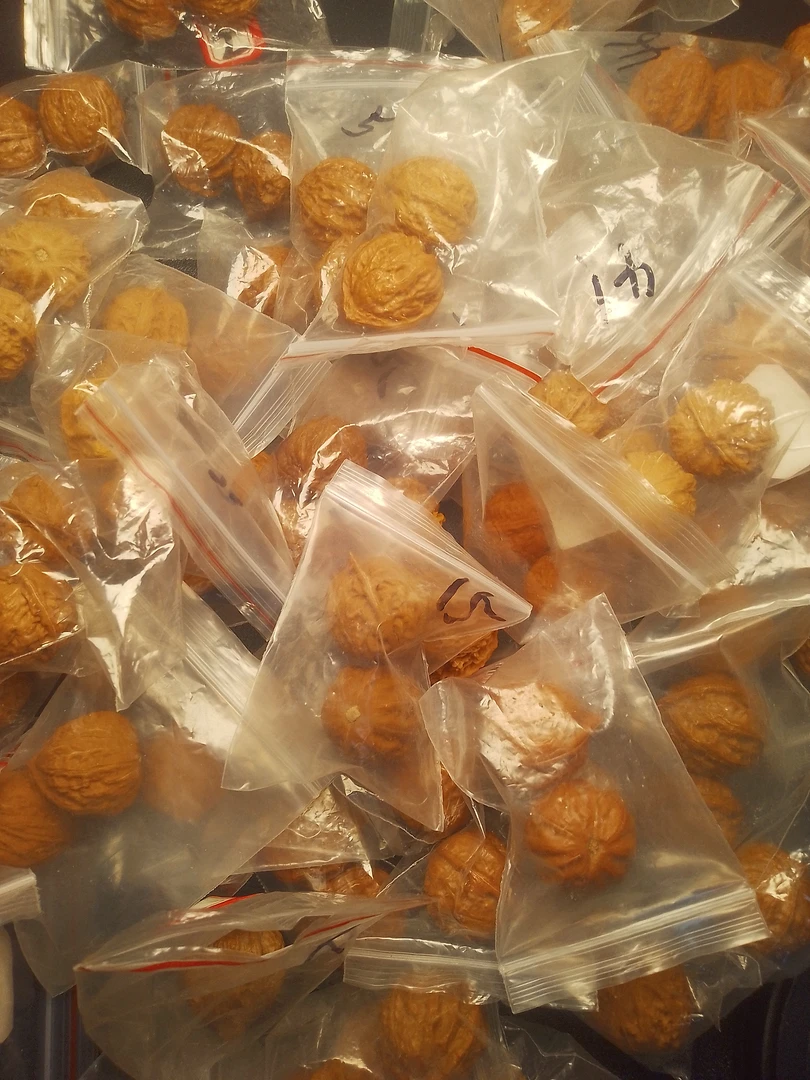 楸子手捻练手对随机发