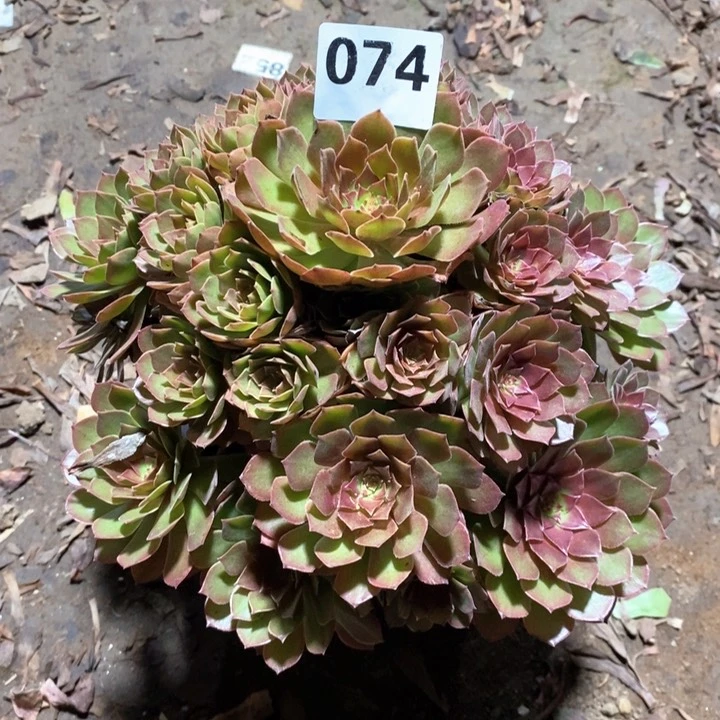 法师一物一拍074