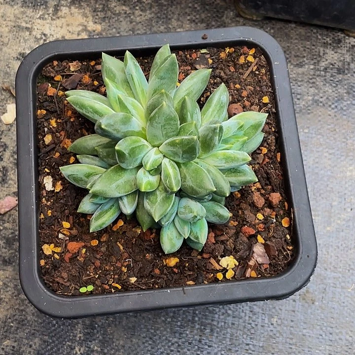 寄养多肉植物重楼