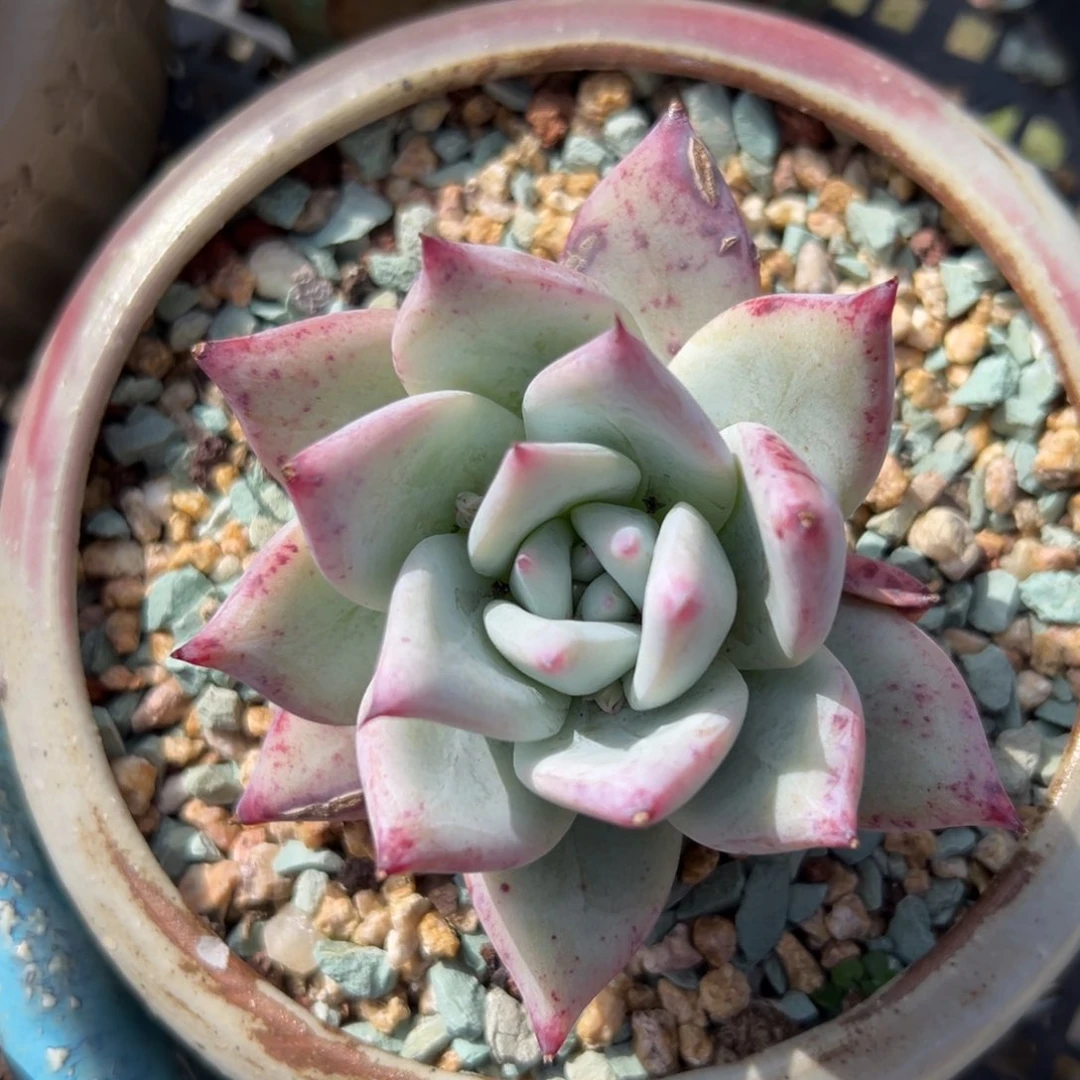 野卡精控多肉一物一拍