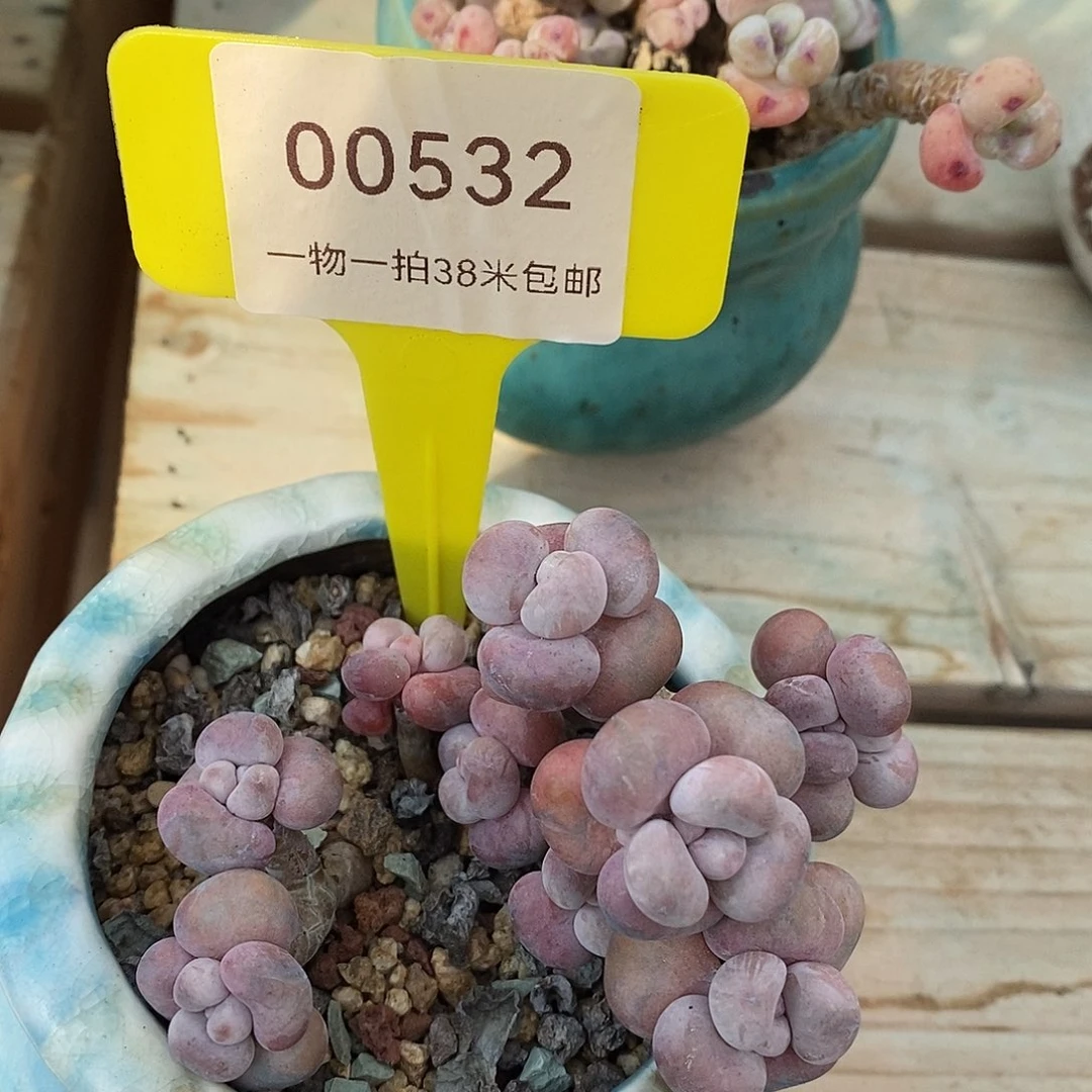 00532，额木图咯小雨