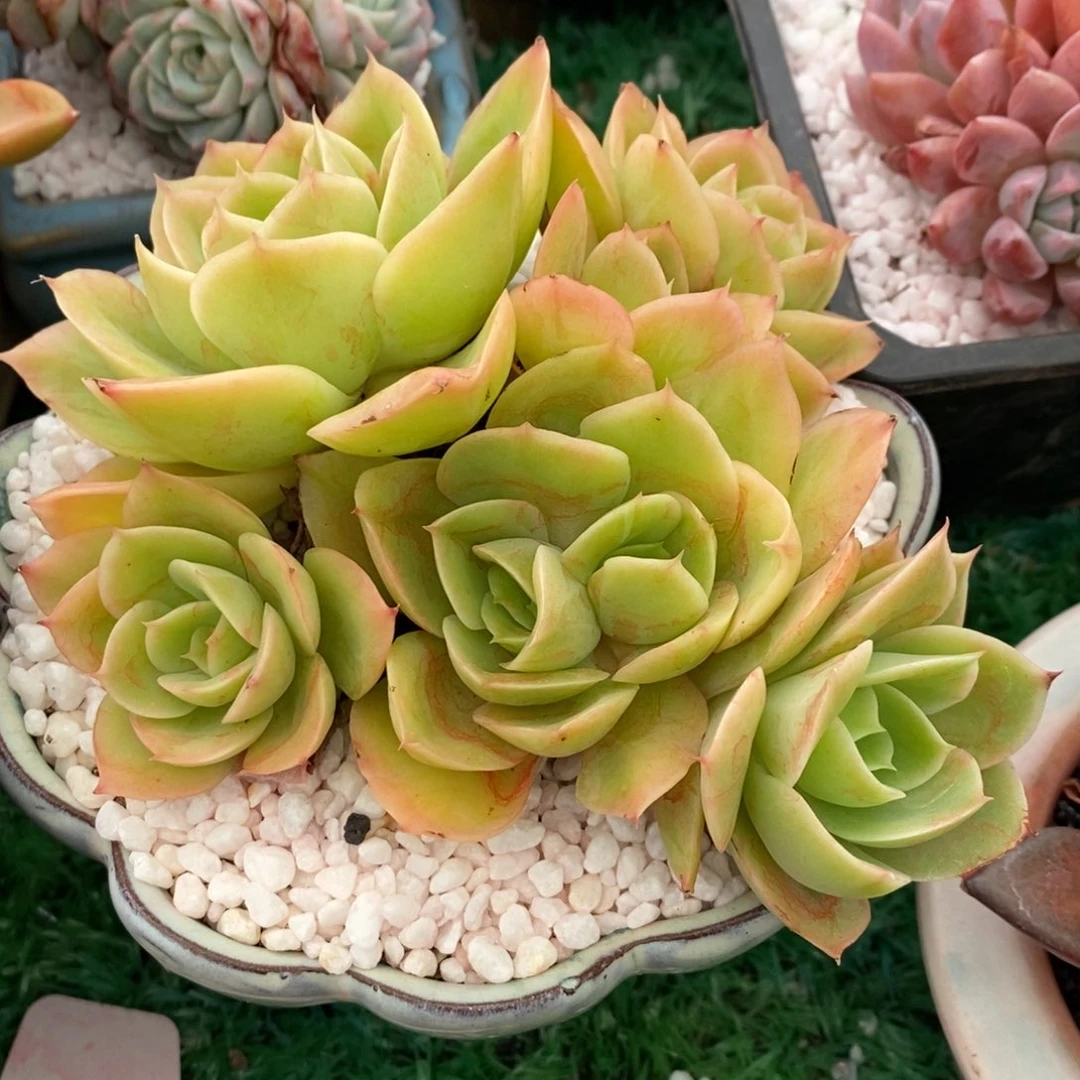 星娜塔多肉植物盆栽
