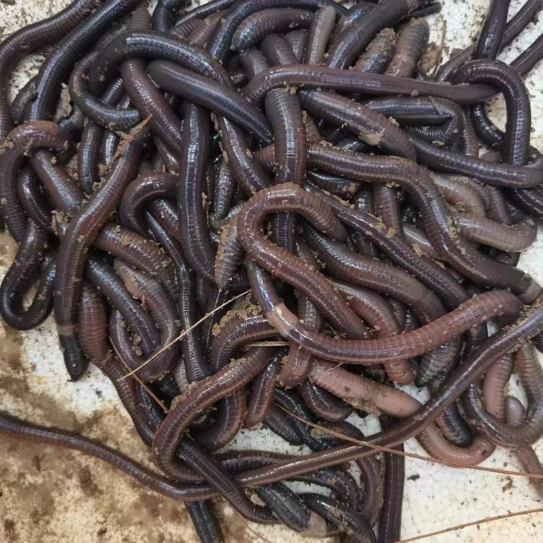 (鲜活量足)养殖广地龙大蚯蚓黑蚯蚓专用钓鱼活饵钓黄鳝青蚯蚓