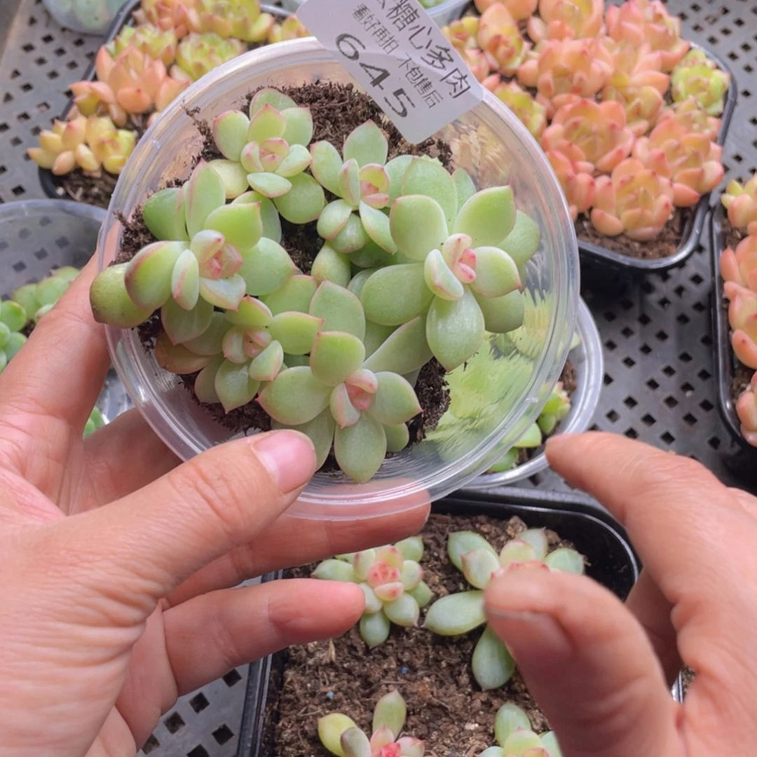 云糖心多肉植物645