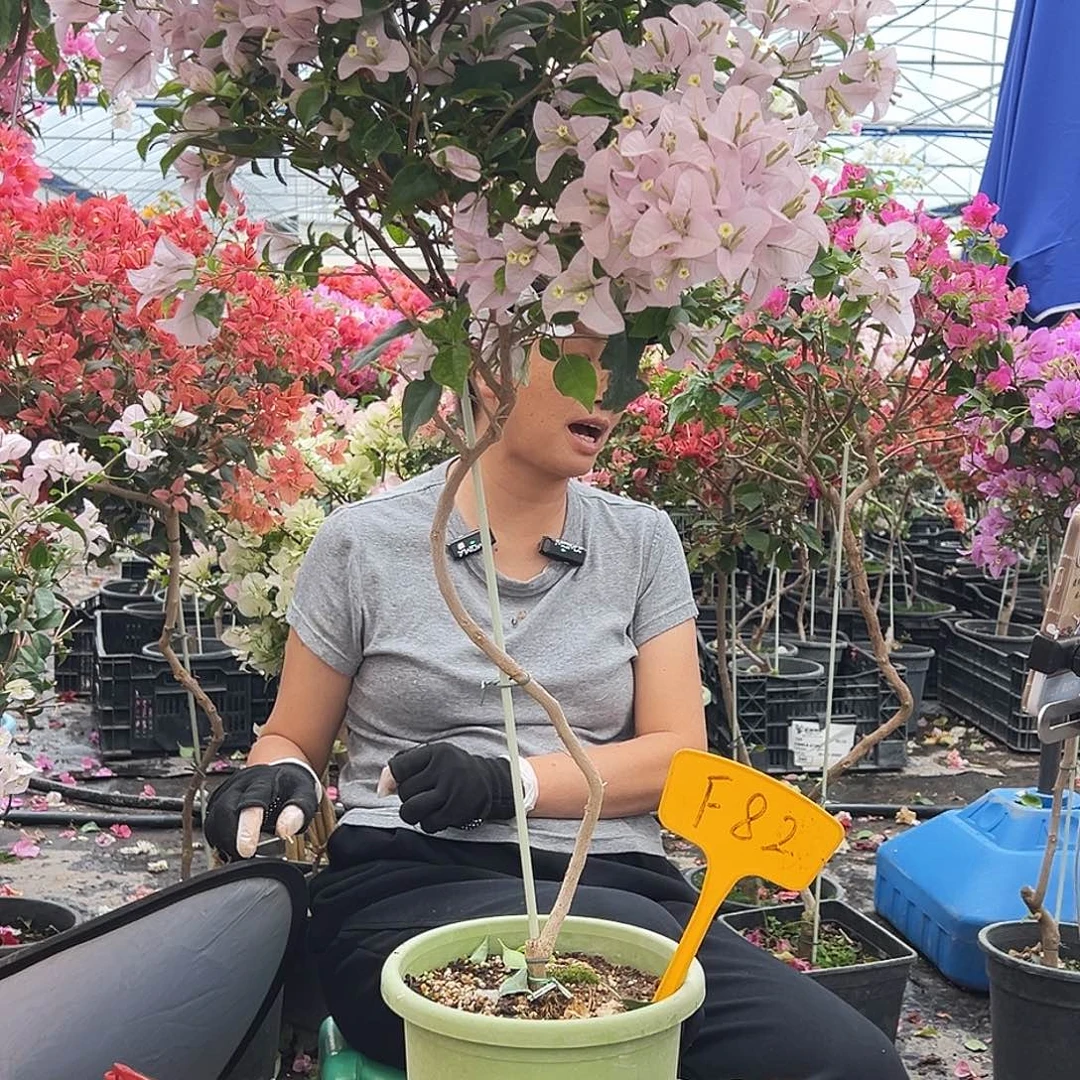 农***斌大部分花苞少量开放F82苹果花