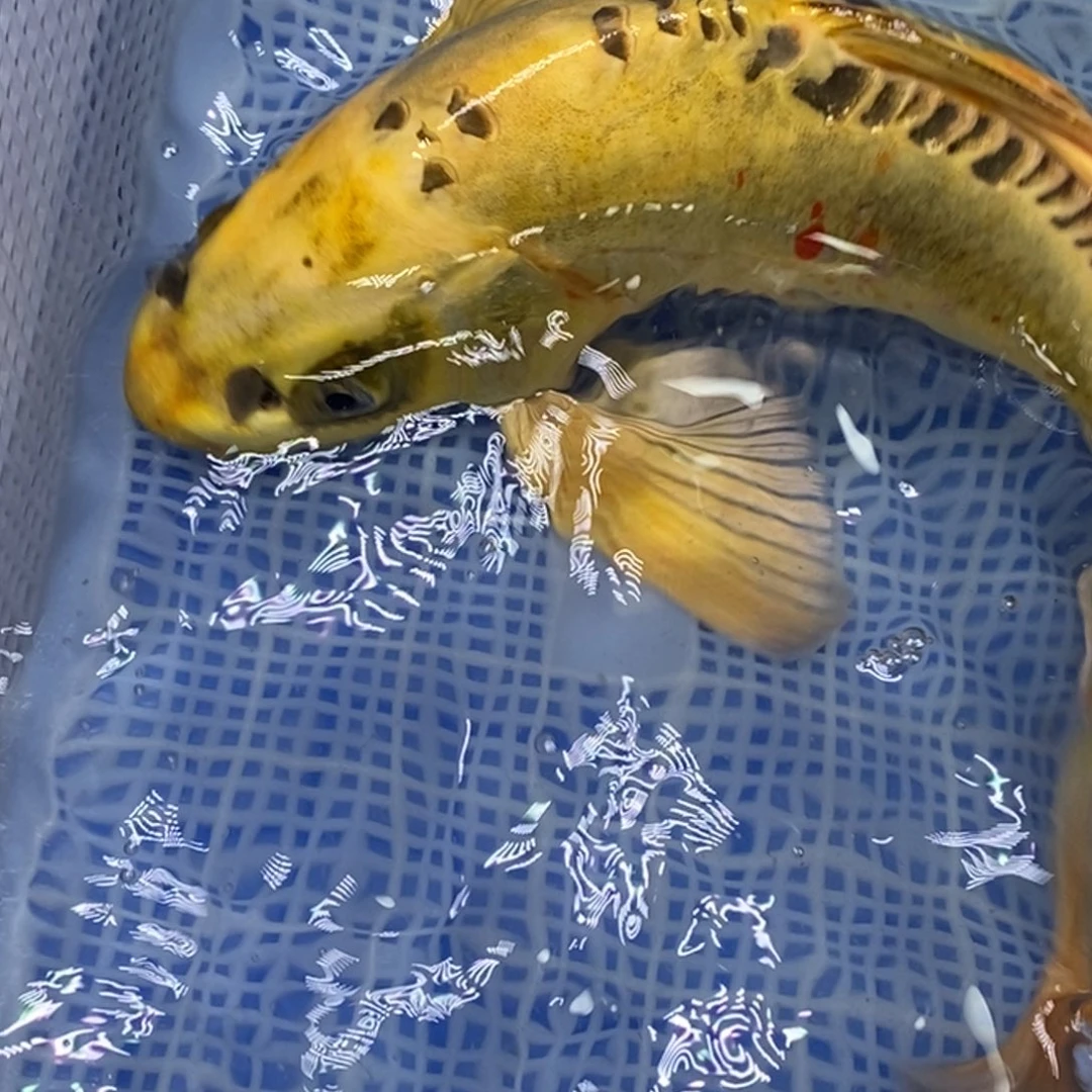 锦鲤锦鲤 开衩充血掉鳞属于正常情况 介意别拍