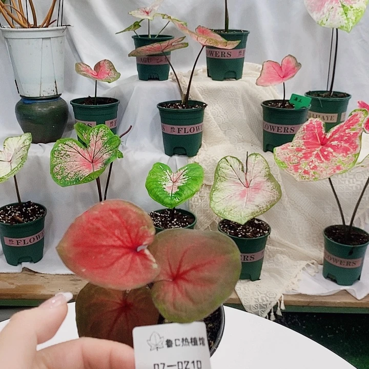 完全开放彩叶芋。0210