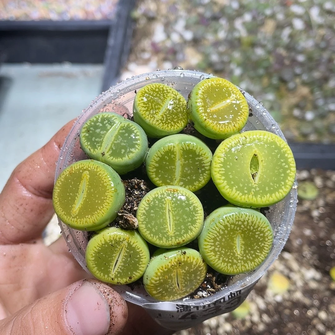 433当天凑满十八元包邮生石花