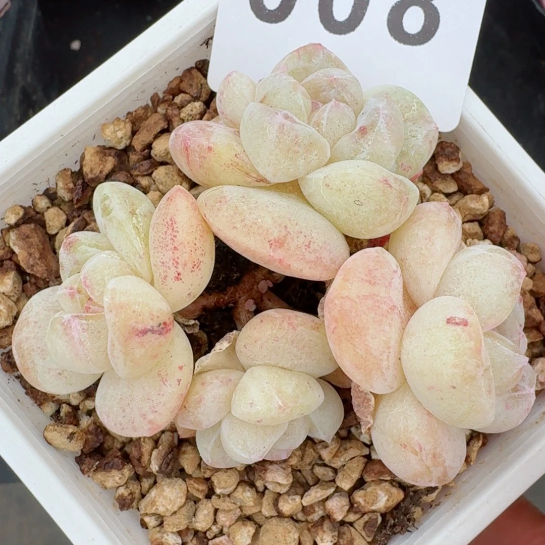 石化白冰      愿你一路坦途，乘风破浪展宏图