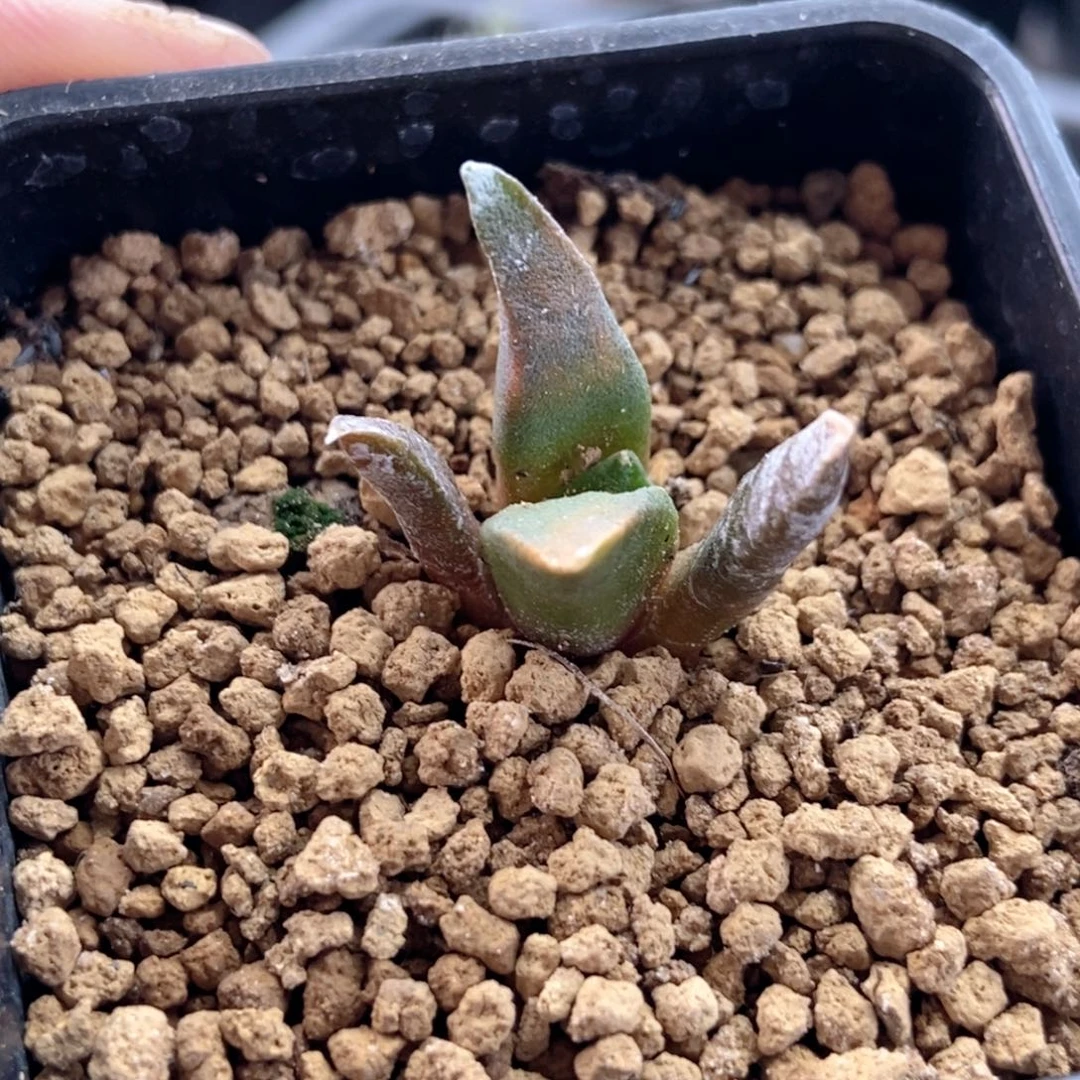 怒涛牡丹锦，五刺的品种