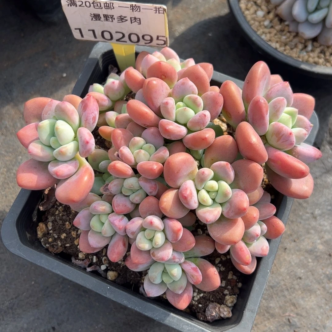 1102095 红洛神群生无砍