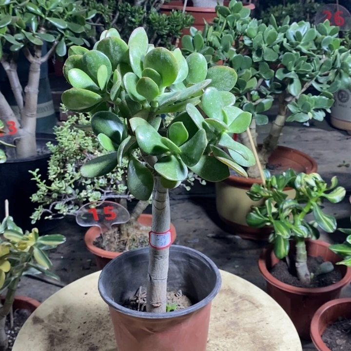 红叶玉树一物一拍