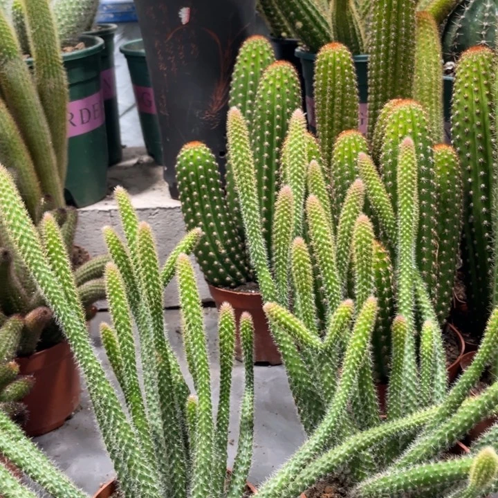 鼠尾超大群一杯多头