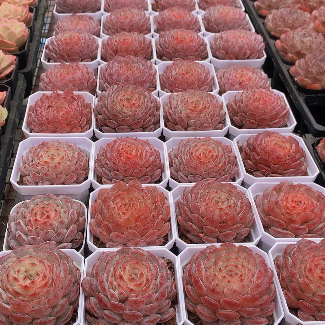 白胖子2456789900000