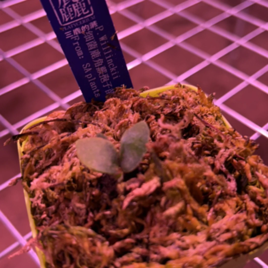 细菌 鹿角蕨孢子苗