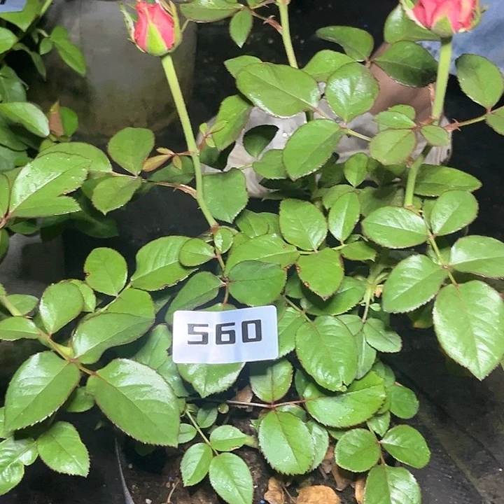 当前无花朵，栽培后可花朵卡瓦560号。