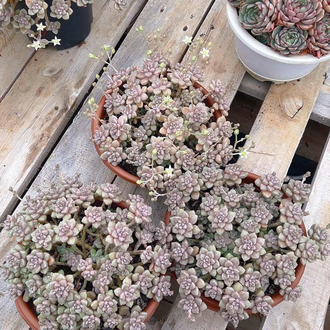 丸叶姬秋丽，满18包邮