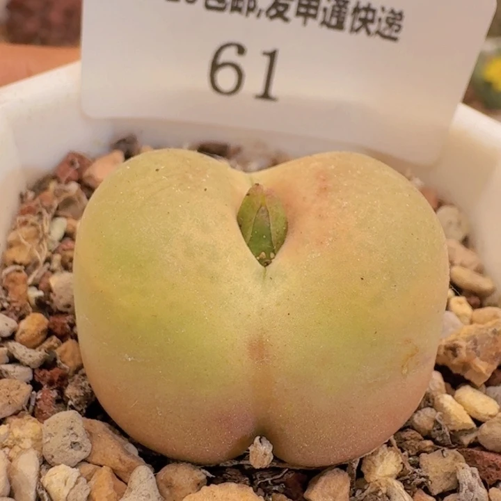 61。