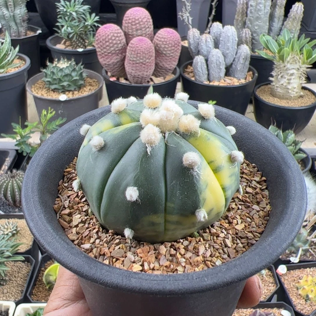 兜锦实生5.5一物一拍带盆发
