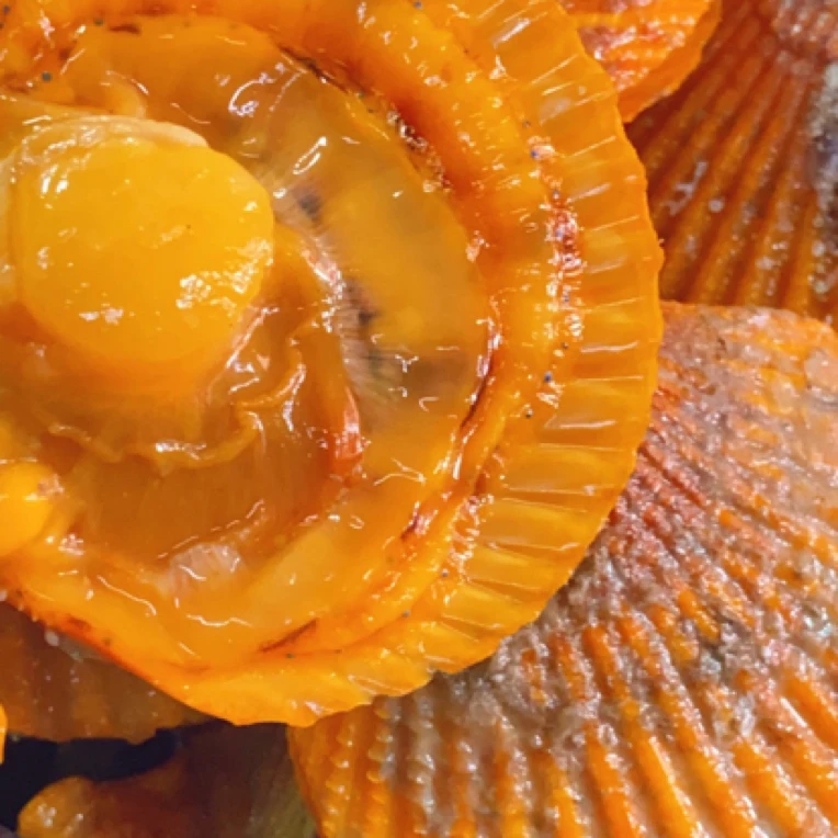 黄金扇贝 5斤装 吃的是清澈海域浮游生物长大！（可以搭配剁椒蒜蓉酱一起拍）